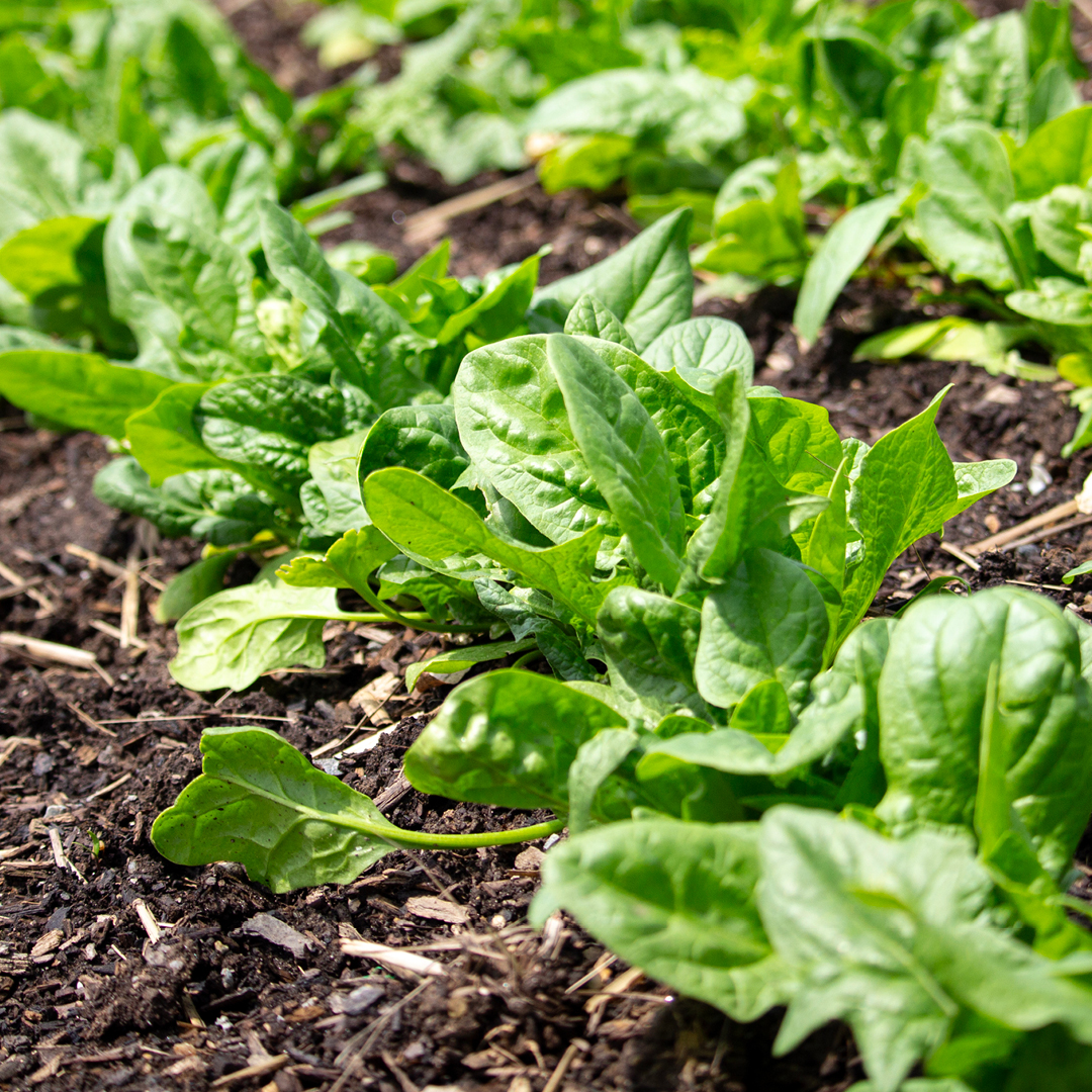 cold soil vegetable planting